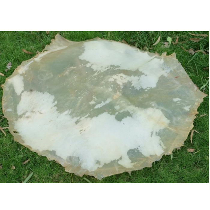 An 28-inch Vellum Drum Head Made From Calf Skin Medium